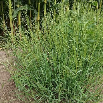 Digitaria aequiglumis unspecified picture