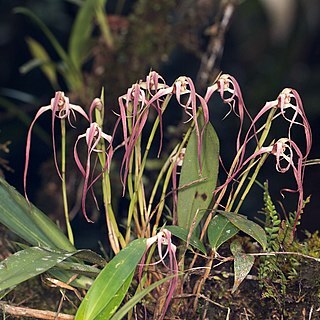 Maxillaria longissima unspecified picture