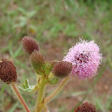 Mimosa rufipila unspecified picture