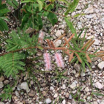 Mimosa pteridifolia unspecified picture