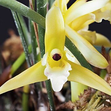 Maxillaria kautskyi unspecified picture