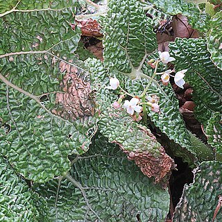 Begonia gehrtii unspecified picture