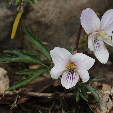 Viola eizanensis unspecified picture