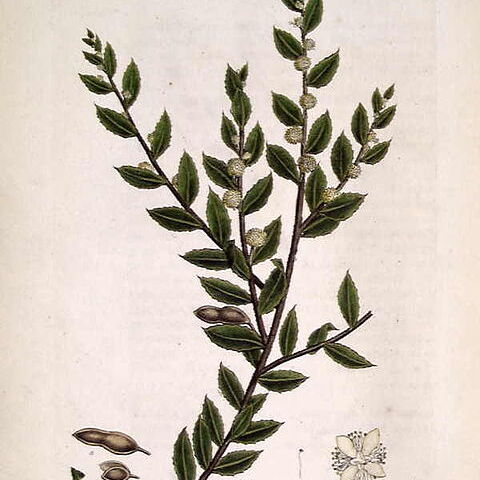 Acacia hispidula unspecified picture