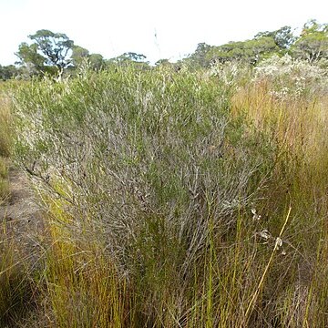 Melaleuca lateritia unspecified picture