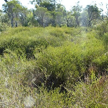 Melaleuca acutifolia unspecified picture