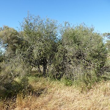 Melaleuca teretifolia unspecified picture