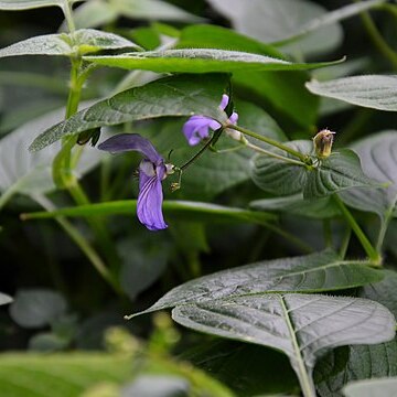 Brillantaisia lamium unspecified picture