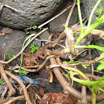 Ammi trifoliatum unspecified picture