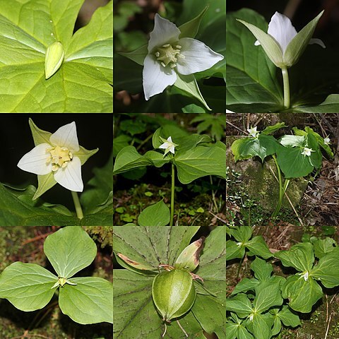 Trillium tschonoskii unspecified picture