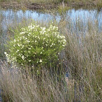 Melaleuca preissiana unspecified picture