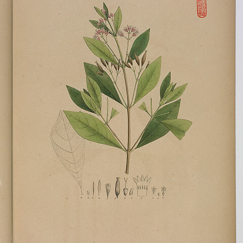 Cinchona lancifolia unspecified picture