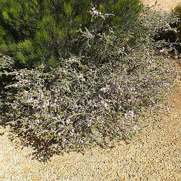 Melaleuca spicigera unspecified picture