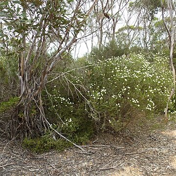 Melaleuca hnatiukii unspecified picture