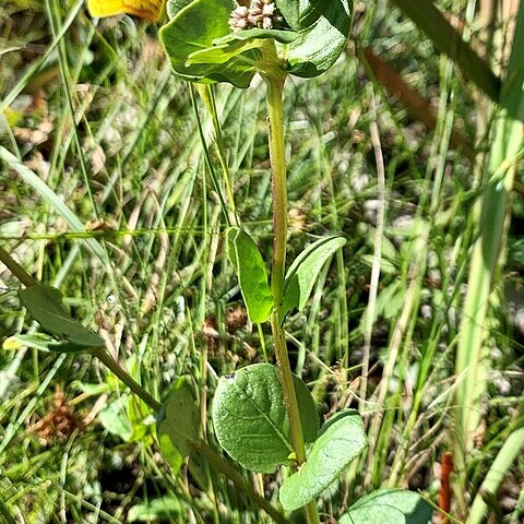 Mitreola sessilifolia unspecified picture