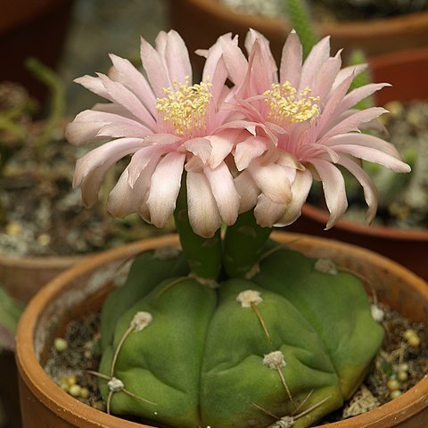 Gymnocalycium horstii unspecified picture