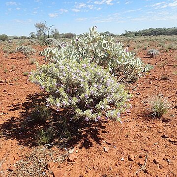 Eremophila citrina unspecified picture