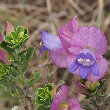 Eremophila cuneifolia unspecified picture