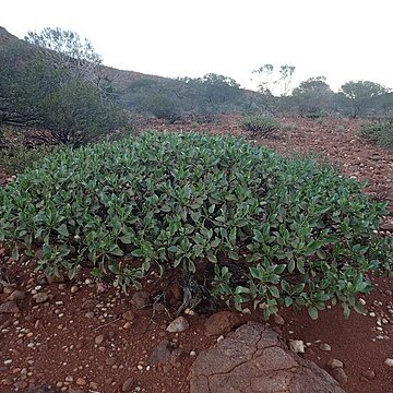 Eremophila flaccida unspecified picture