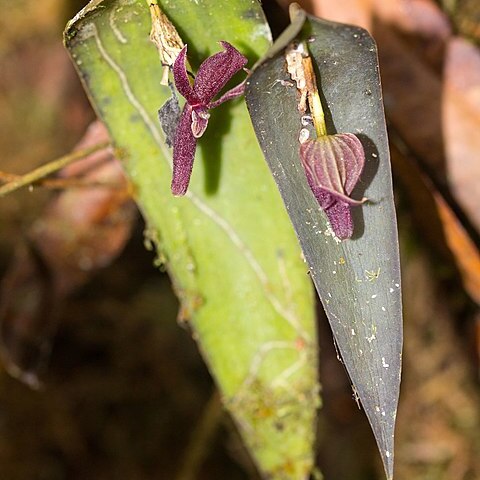 Pleurothallis lilijae unspecified picture