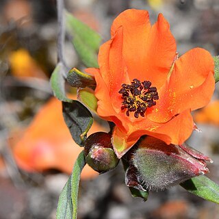 Hibbertia miniata unspecified picture