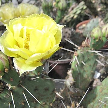 Opuntia pottsii unspecified picture