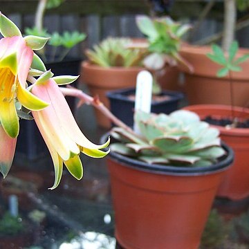 Echeveria longissima unspecified picture