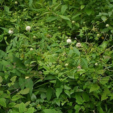 Dipsacus inermis unspecified picture