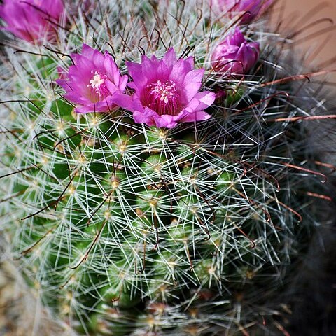 Mammillaria crinita subsp. crinita unspecified picture