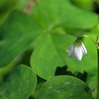 Oxalis trilliifolia unspecified picture