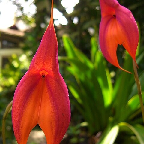 Masdevallia veitchiana unspecified picture