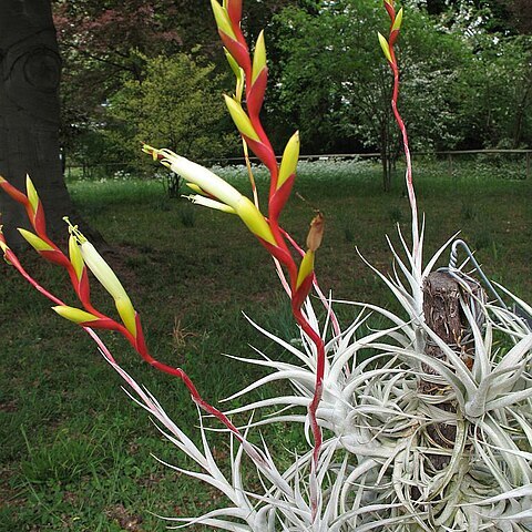 Tillandsia albida unspecified picture