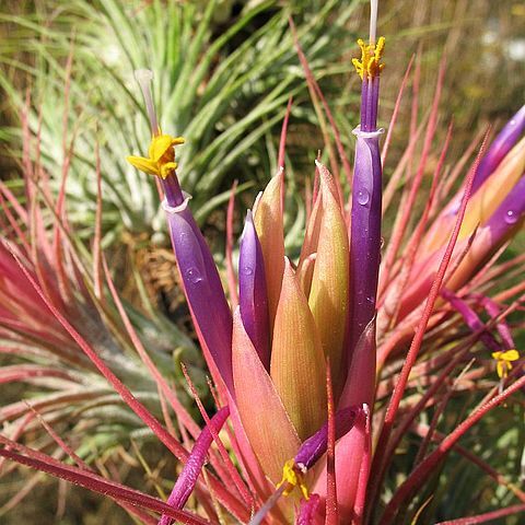 Tillandsia delicata unspecified picture