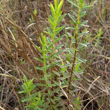 Hypericum cistifolium unspecified picture