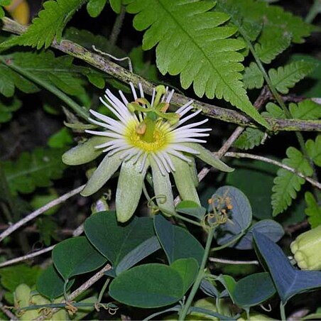 Passiflora arbelaezii unspecified picture