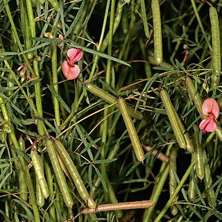 Indigofera filipes unspecified picture