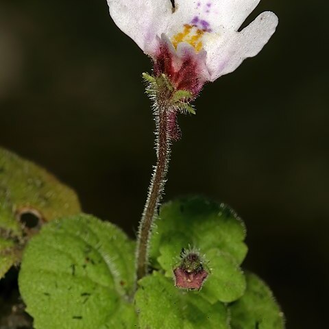 Diclis rotundifolia unspecified picture