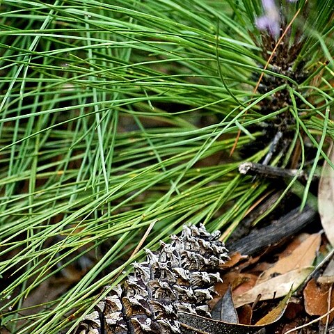 Pinus engelmannii unspecified picture