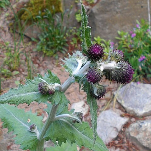 Cirsium waldsteinii unspecified picture