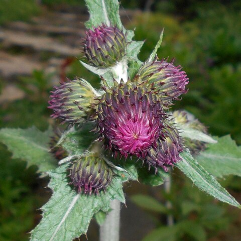 Cirsium waldsteinii unspecified picture