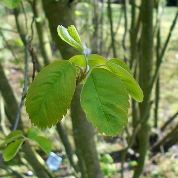 Amelanchier cusickii unspecified picture