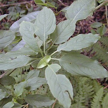 Kadua acuminata unspecified picture