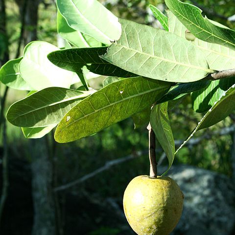 Parahancornia surrogata unspecified picture