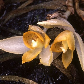 Sievekingia rhonhofiae unspecified picture