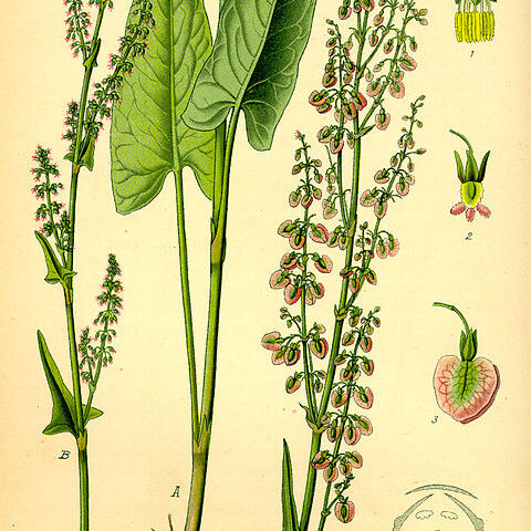 Rumex alpestris unspecified picture