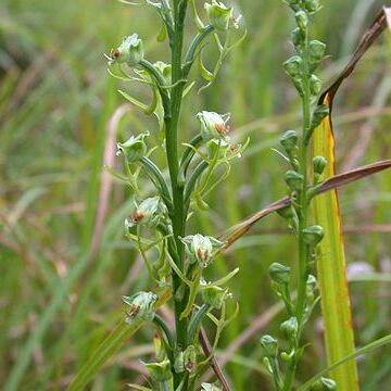 Habenaria sagittifera unspecified picture