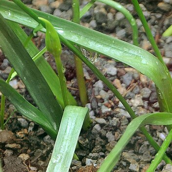 Triteleia peduncularis unspecified picture