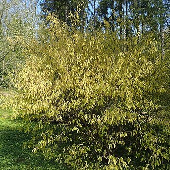 Corylopsis himalayana unspecified picture