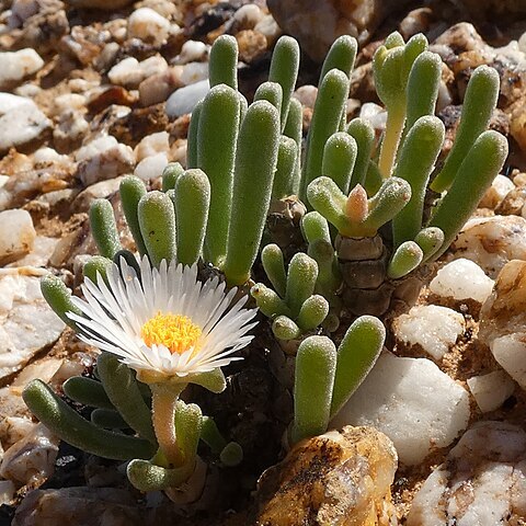 Monilaria moniliformis unspecified picture