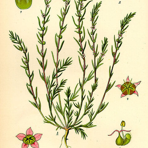 Bassia laniflora unspecified picture